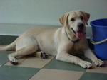 Tango - Labrador Retriever Dog