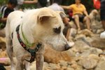 Social [Terrier Mix] - Terrier Mix Dog