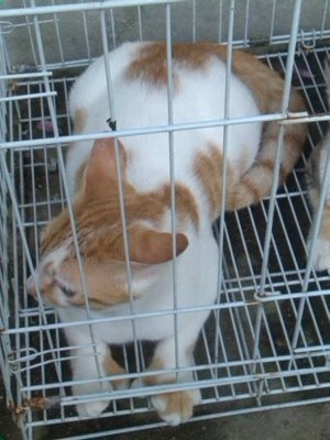 Pok Leh Dan Mek Som - Siamese Cat