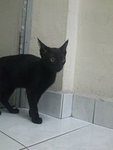 Revive - Domestic Short Hair Cat