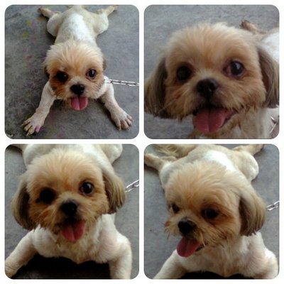 Phoebe - Shih Tzu Dog