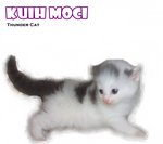 Kuih Moci - Ragamuffin Cat