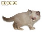 Mee Hoon - Ragdoll Cat