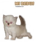 Mi Rebus - Ragdoll Cat