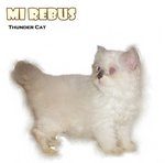 Mi Rebus - Ragdoll Cat
