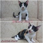 Bella's Girl 1 - Calico Cat