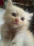 Orange 1 & 2 - Persian + Domestic Medium Hair Cat