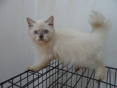 Bonie - Ragdoll Cat