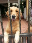 Duke - Adopted  - Golden Retriever Dog