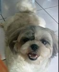 Princess - Shih Tzu Dog