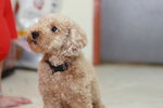 Ha Ha (Toy Poodle) - Poodle Dog