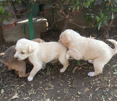 3 Puppies - Mixed Breed Dog
