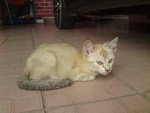 Offwhite - Domestic Medium Hair Cat