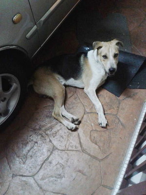 Pl. Claim Your Dog Lost In Ipoh - Beagle + Golden Retriever Dog