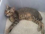 Cocoa - Domestic Short Hair Cat
