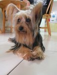 Biebie - Australian Terrier Dog