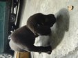 3 Male Black Pups - Mixed Breed Dog