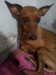 Small Gilo - Miniature Pinscher Dog