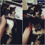 Nami-mix Persian - Domestic Long Hair + Persian Cat