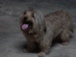 PF52695 - Silky Terrier Dog