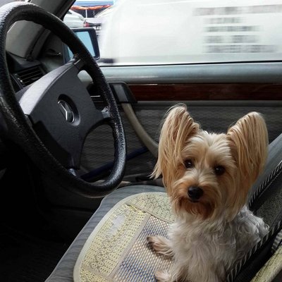 Coco - Silky Terrier Dog