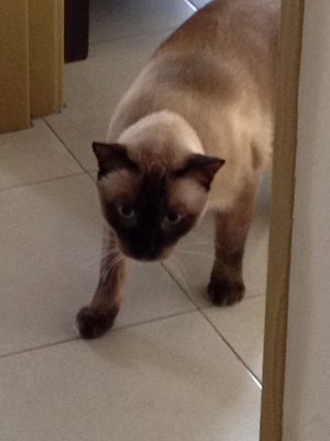 Snoopy - Domestic Short Hair + Siamese Cat