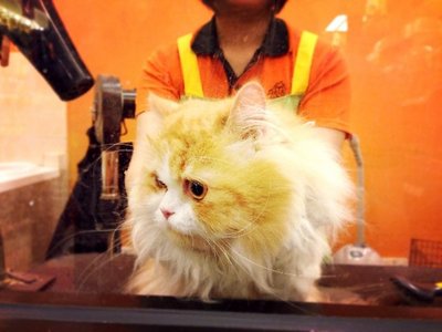 Fat-boy - Persian Cat