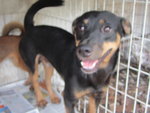 I am Moses, a 4 month old German pincher male