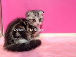 Scottish Fold 1401/22 - Scottish Fold Cat