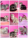 Scottish Fold