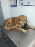 Jonah in the vet getting redy for his operation