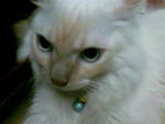 Bobby - Persian + Turkish Angora Cat