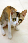 Smudge - Domestic Short Hair Cat