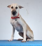 Harini - The Handsome Girl - Mixed Breed Dog