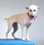 Harini - The Handsome Girl - Mixed Breed Dog