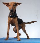 Mother - Gentle Giant (Dobb) - Doberman Pinscher Mix Dog