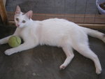 Snow-white - Domestic Short Hair Cat