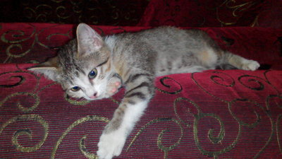 Nini - Domestic Short Hair Cat