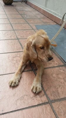 Simba - Cocker Spaniel Dog