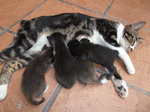 Mother Ngiou with 4 new kittens