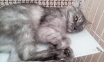 Female Cats-mix Persian - Domestic Long Hair + Persian Cat