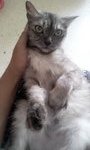 Female Cats-mix Persian - Domestic Long Hair + Persian Cat