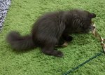 Gebu, Meenu And Manis Jr. - American Curl + Siamese Cat