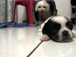 Female Black/White Puppy
