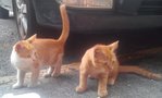 Roksana And Her Kittens - Calico Cat
