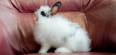 Trixxie - Angora Rabbit Rabbit