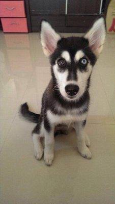 Maya - Husky Dog