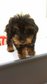 Black &amp; Tan Toy Poodle - Poodle Dog