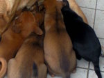 Uda Puppies - Mixed Breed Dog