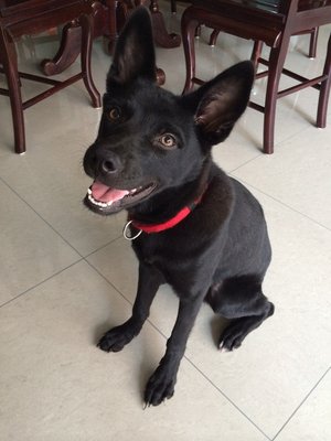 Tyler - Border Collie + Labrador Retriever Dog